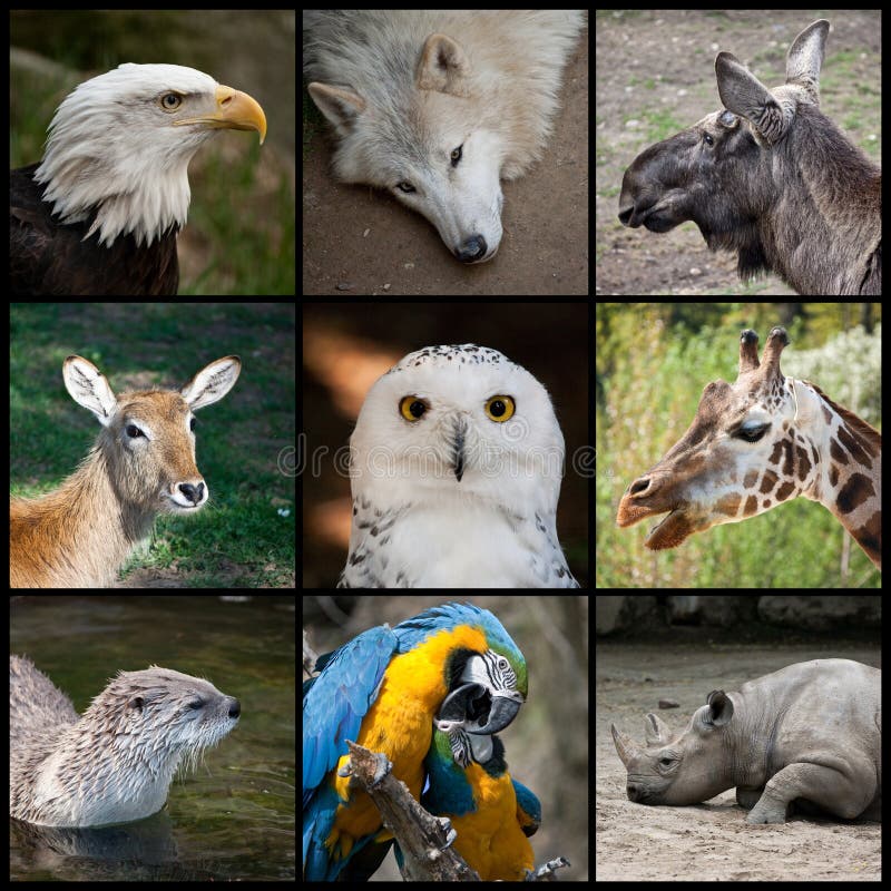 Cabeza de diferente los animales, superior a la izquierda sobre el la ley calvo águila () , ártico Lobo (bestias caninas), silbido alce () , () , nevado búho (fumar), jirafa () , común nutria () , loro () , negro rinoceronte ()  