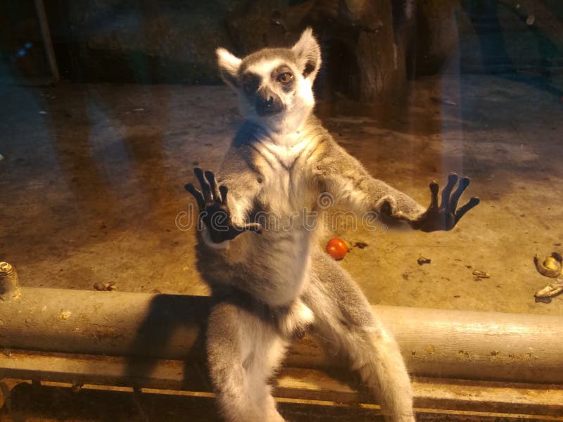 zoo obrazy stock zoo obrazy stock