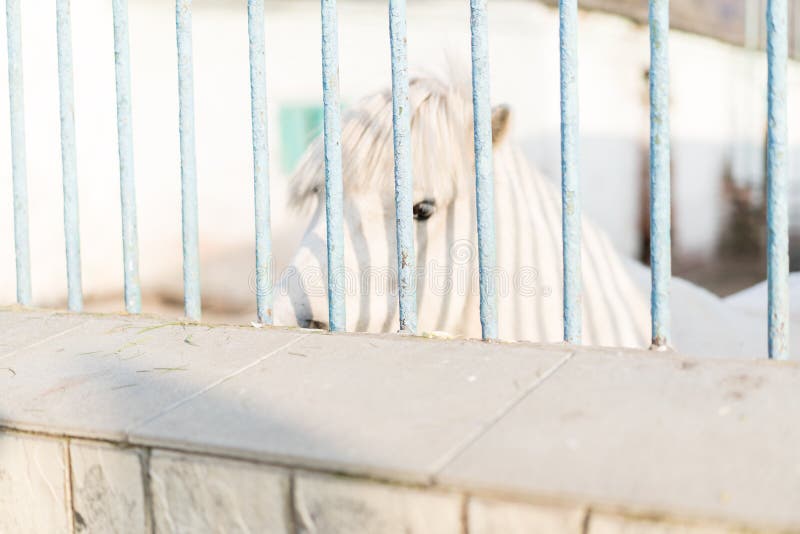 Zoo Cage in Which the Animal Stock Photo Image of king, environment