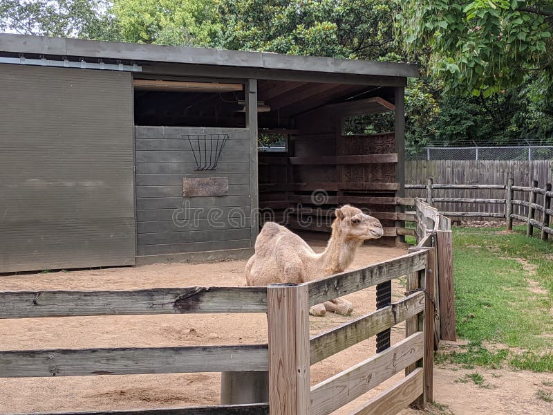 Zoo camel knoxville imagen de archivo. Imagen de casero 190844941