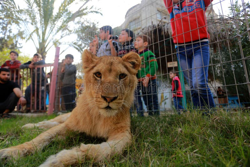 The Zoo in Rafah Gives Visitors a Chance To Play with Animals in the ...
