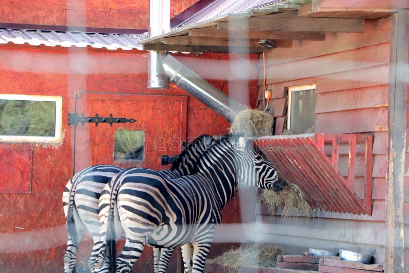 In the zoo, two zebras eat stock image. Image of landscape 137531187