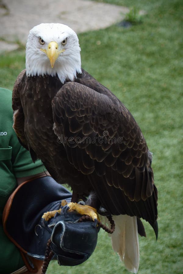 APPLE VALLEY, MINNESOTA - JUNE 2018: A zookeeper with a bald eagle during a bird show.