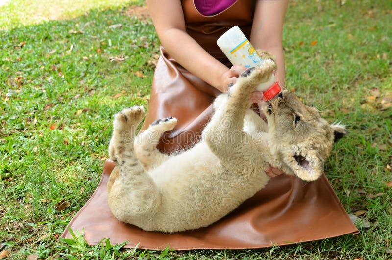 Zookeeper Feeding Baby Lion Editorial Photography Image of color