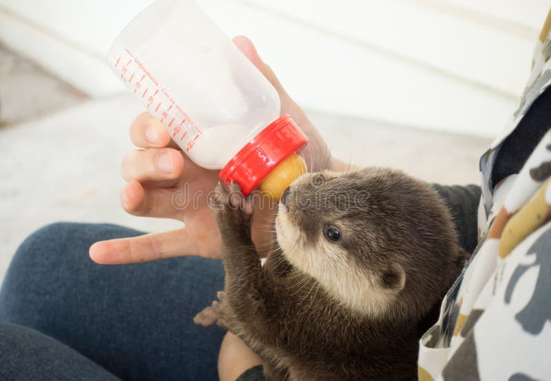 Zookeeper feeding baby otter