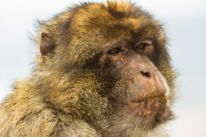 Barbary Macaque Macaca Sylvanus royalty free stock image Barbary Macaque Macaca Sylvanus royalty free stock image