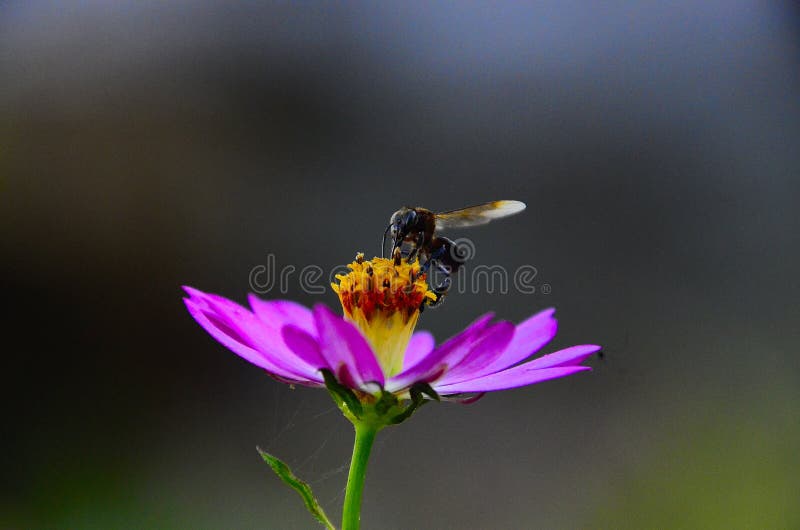 Zoom stock image. Image of bokeh, honey, zoom, flower ...