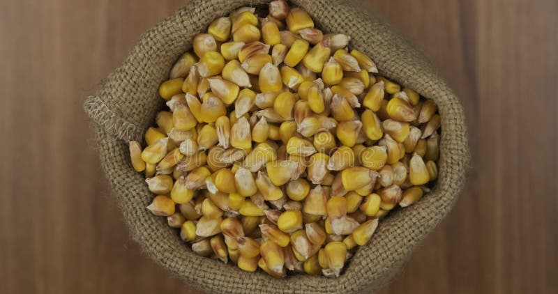 Zoom d'un sac de grains de maïs. Vue d'en haut. banque de vidéos