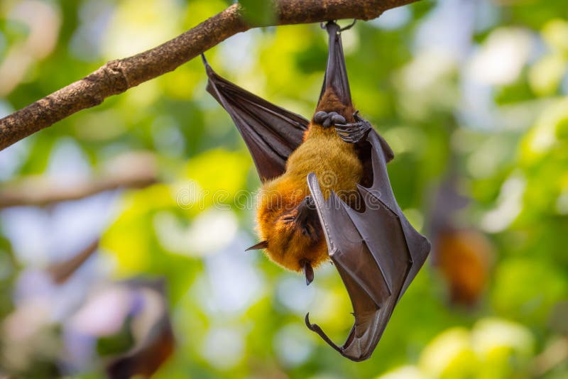 Zorro del vuelo de Lyle masculino imágenes de archivo libres de regalías Zorro del vuelo de Lyle masculino imágenes de archivo libres de regalías