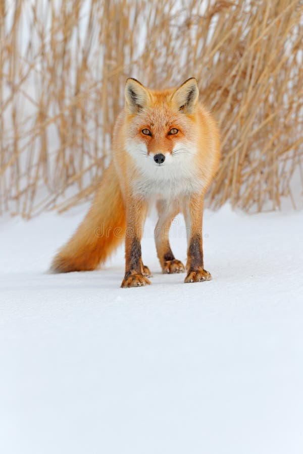 Zorro rojo en la nieve blanca Invierno frío con el zorro anaranjado de la piel Animal en el prado nevoso, Japón de la caza Na ana foto de archivo Zorro rojo en la nieve blanca Invierno frío con el zorro anaranjado de la piel Animal en el prado nevoso, Japón de la caza Na ana foto de archivo