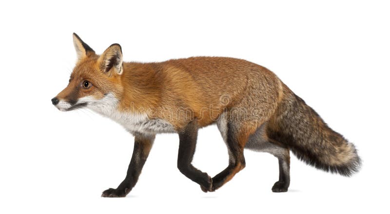 Zorro rojo, vulpes del Vulpes, 4 años, recorriendo imagen de archivo libre de regalías Zorro rojo, vulpes del Vulpes, 4 años, recorriendo imagen de archivo libre de regalías