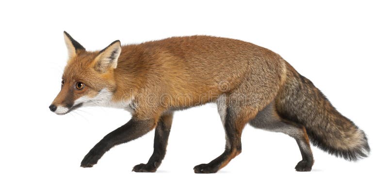 Zorro rojo, vulpes del Vulpes, 4 años, recorriendo fotografía de archivo Zorro rojo, vulpes del Vulpes, 4 años, recorriendo fotografía de archivo