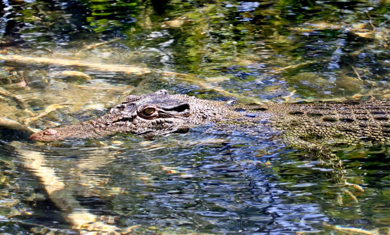 An Australian salt water crocodile lying in wait up a small crystal clear river in far north Queensland. An Australian salt water crocodile lying in wait up a small crystal clear river in far north Queensland.