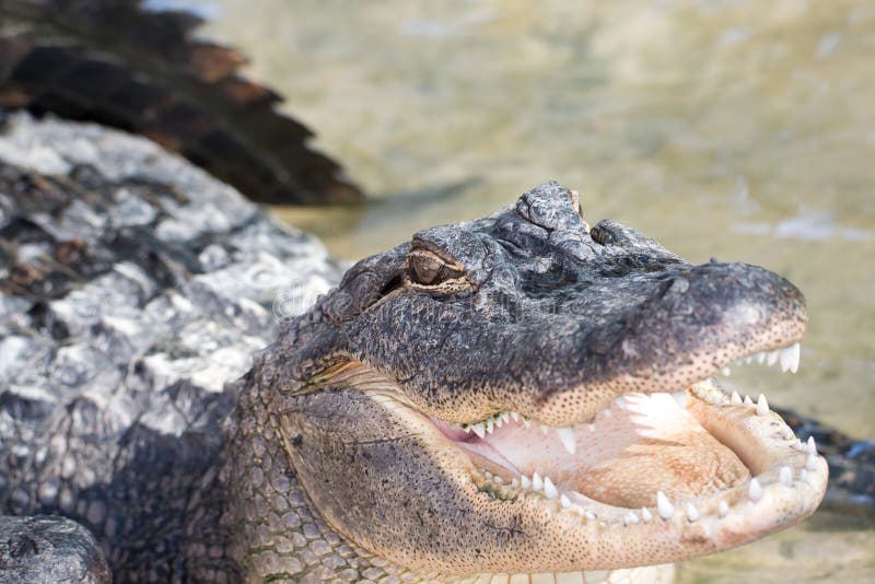 Saltwater crocodile with mouth open. Saltwater crocodile with mouth open