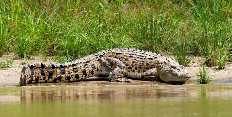 Zoutwaterkrokodil, Leistenkrokodil, Crocodylus porosus lizenzfreie stockbilder Zoutwaterkrokodil, Leistenkrokodil, Crocodylus porosus lizenzfreie stockbilder