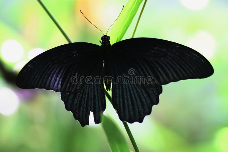 Zraniony czarny motyl obraz stock