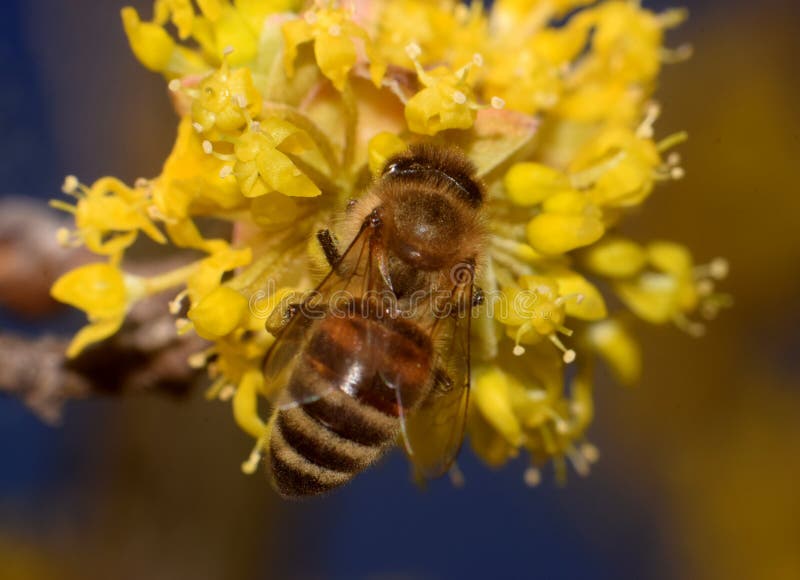 Zrenjanin Serbia bee on a dogwood flower