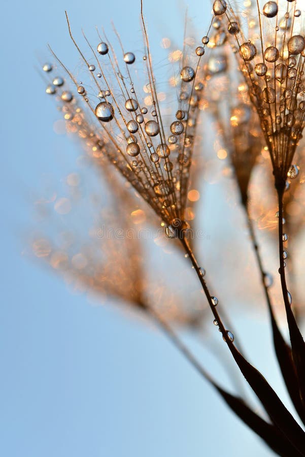 Dewy dandelion flower at sunrise close up. Dewy dandelion flower at sunrise close up