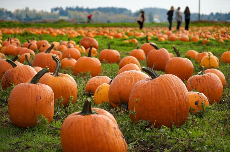 Wandering through a large field covered with pumpkins waiting to be picked up an taken home. Wandering through a large field covered with pumpkins waiting to be picked up an taken home