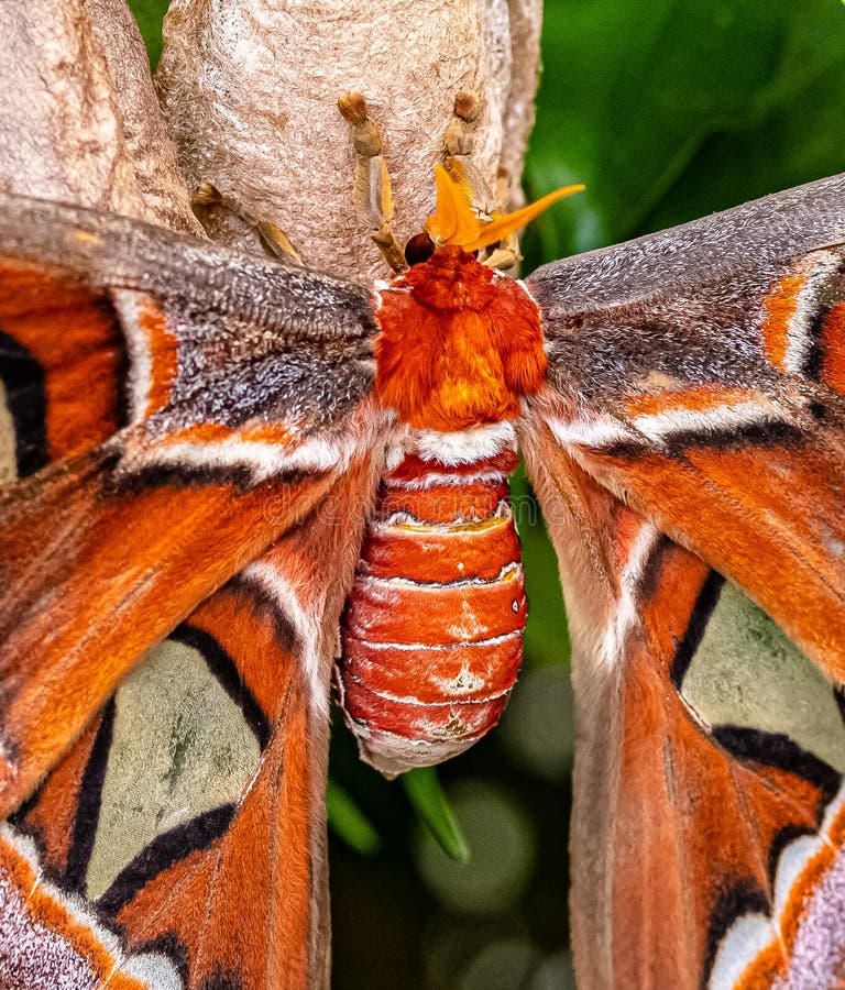 ZSL Butterfly Paradise London Zoo. Close Up of Head and Body of Attacus