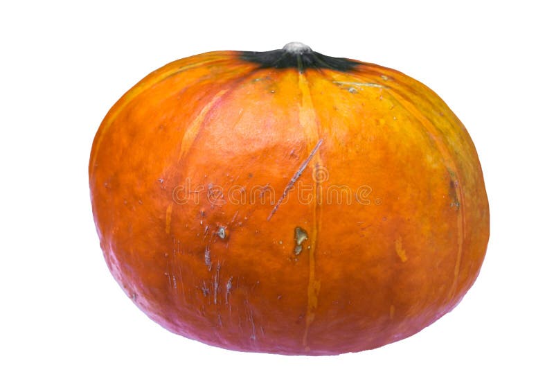 Zucca di autunno brutta isolata su fondo bianco fotografia stock libera da diritti Zucca di autunno brutta isolata su fondo bianco fotografia stock libera da diritti