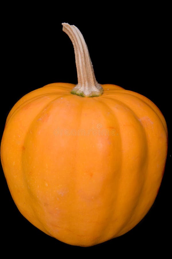 Zucca di ghianda immagini stock libere da diritti Zucca di ghianda immagini stock libere da diritti