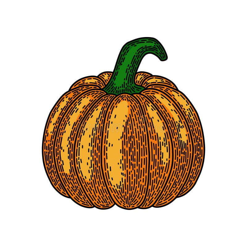 Zucca isolata su priorit? bassa bianca Il vecchio disegno d'annata della mano di stile ha inciso Elemento di disegno illustrazione vettoriale Zucca isolata su priorit? bassa bianca Il vecchio disegno d'annata della mano di stile ha inciso Elemento di disegno illustrazione vettoriale