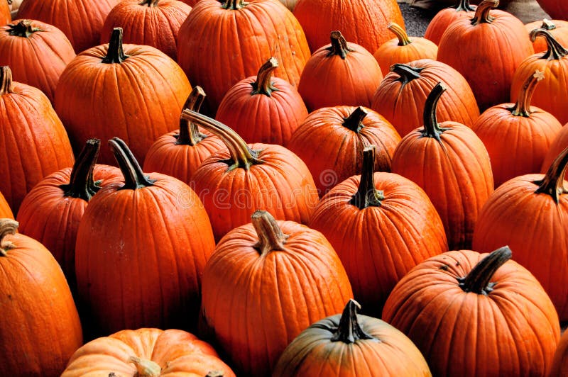 Fotografia Stock Gratis: Pumpkins Immagine. Immagine: 290307