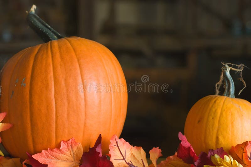 Zucche di autunno immagine stock Zucche di autunno immagine stock