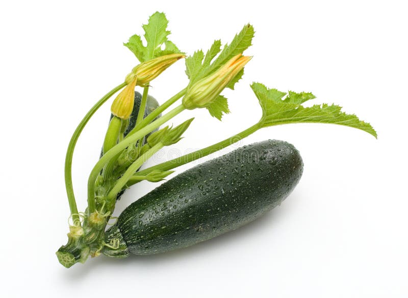 Zucchini stock image. Image of organic, green, veggie 3546787