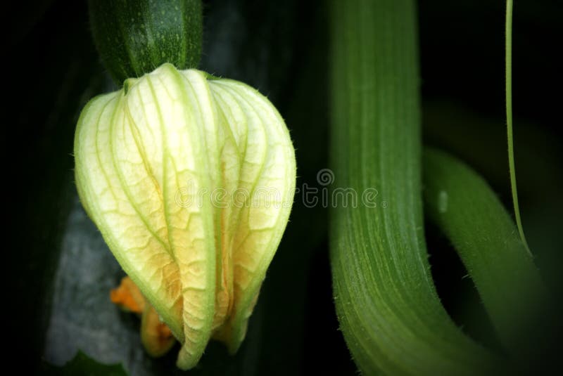 Zucchini blossom stock image. Image of greenhouse, close 97193091