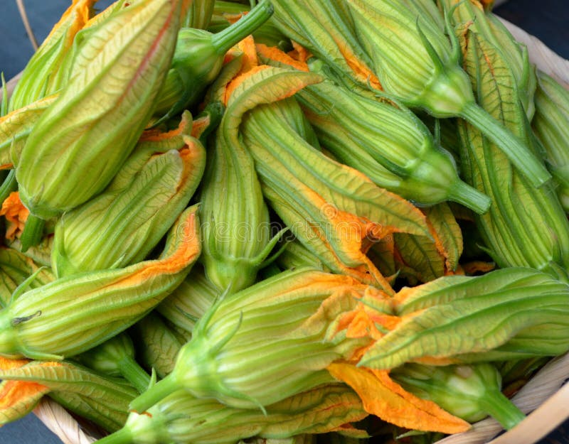 Zucchini Blossoms on a Zucchini Plant Stock Image Image of pepo