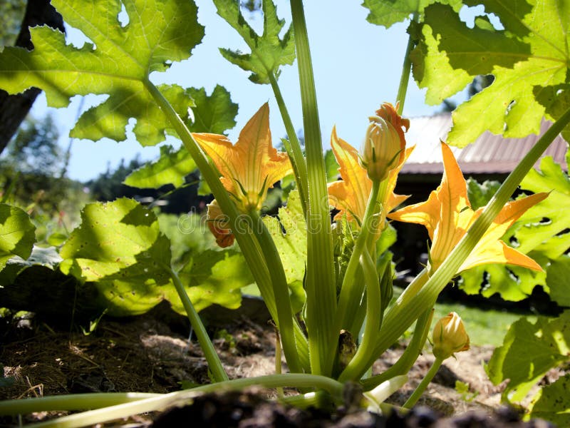 Zucchini Blossoms stock image. Image of light, worms 33260885