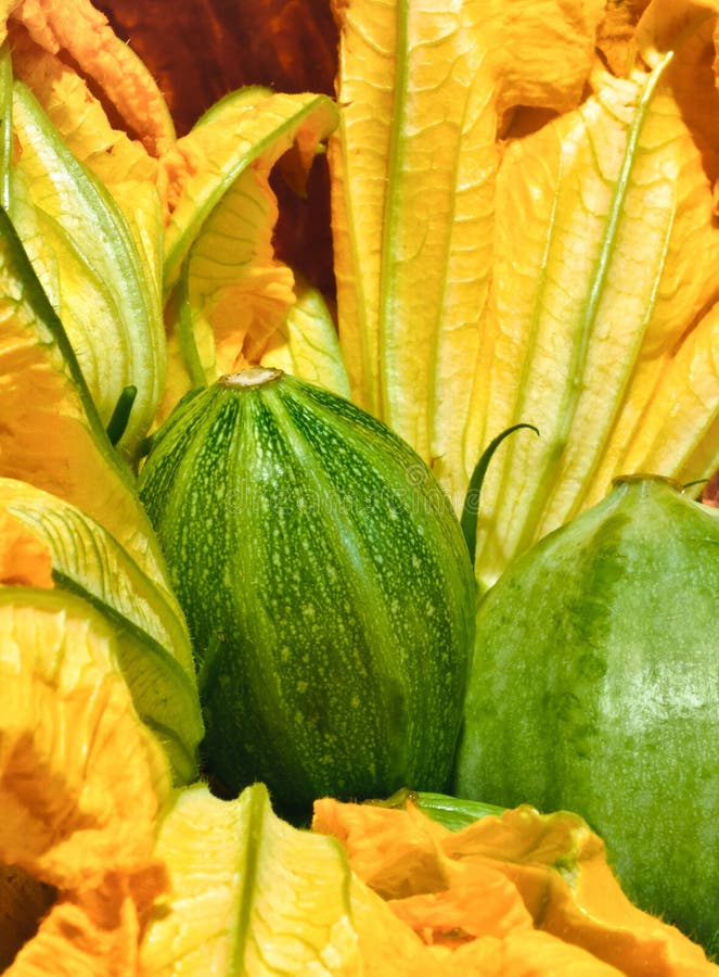 Organic Zuccini Zucchini stock image. Image of food, flowers 5139549