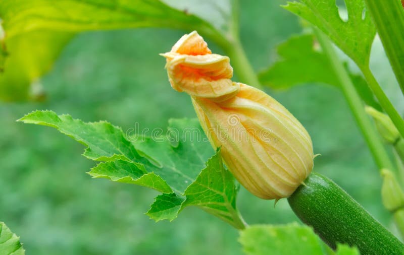 Zucchini Flower in a Garden Stock Photo Image of seasonal, freshness