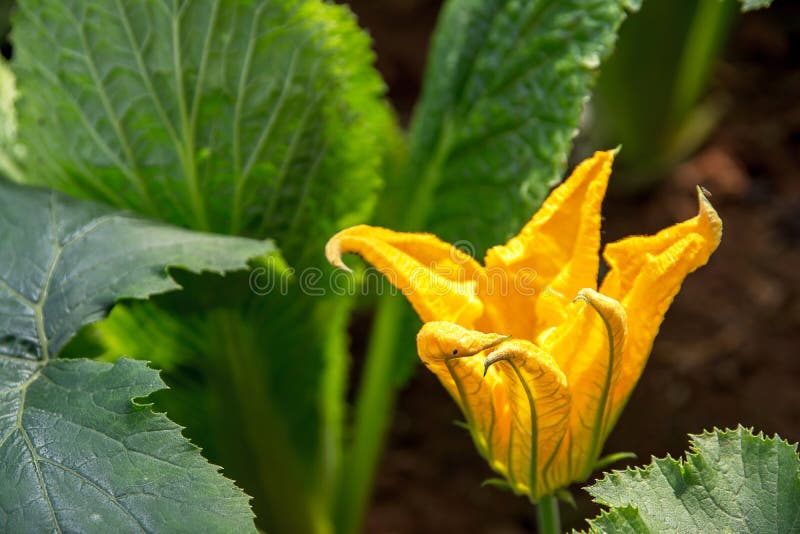 Zucchini Flower with Leaves Stock Image Image of crop, freshness