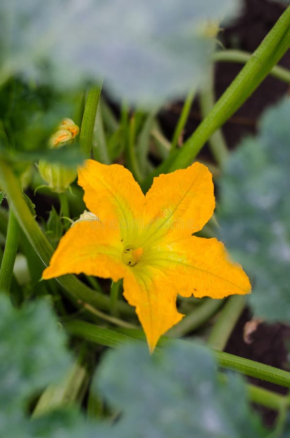 Zucchini flower stock image. Image of vegetable, edible 33248257