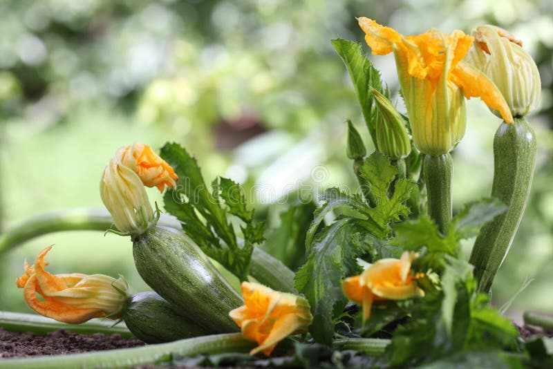 Zucchini flowers stock image. Image of summer, table 25863055