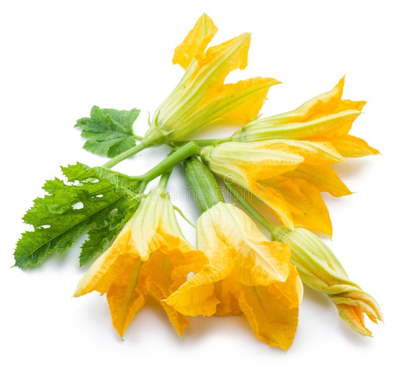 Zucchini Flowers on a White Background. Stock Image Image of squash