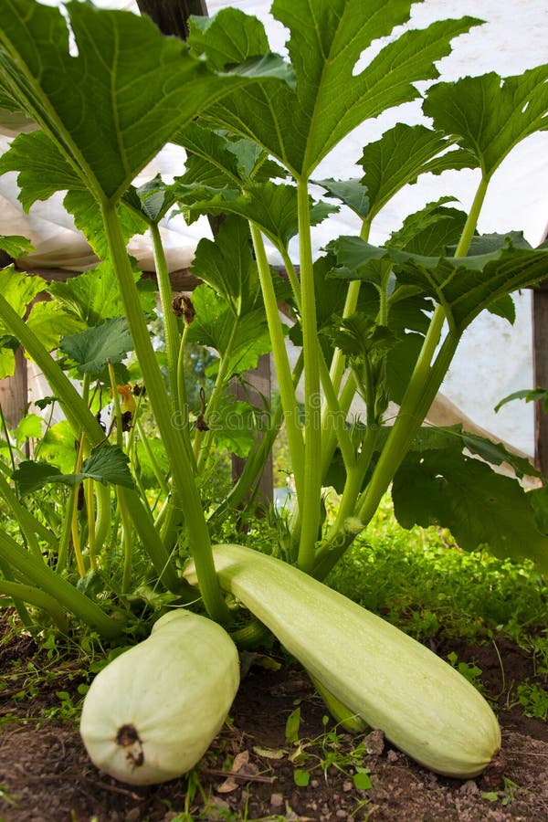Zucchini in the garden stock photo. Image of crop, organic 58060028