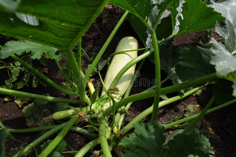 Zucchini in the Garden. Plants Stock Photo Image of zucchini, vegetable 250344236