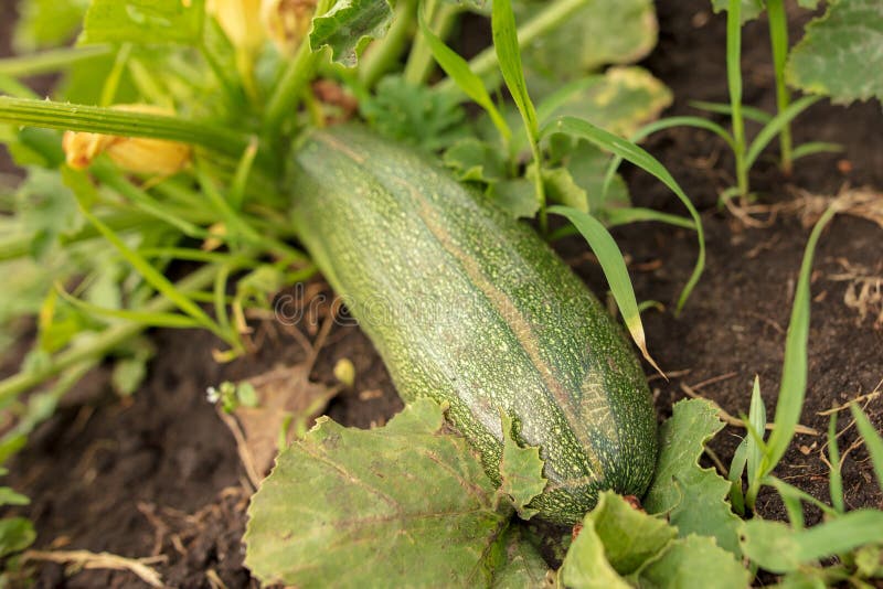 Zucchini Grow on the Ground in the Garden Stock Photo Image of fresh