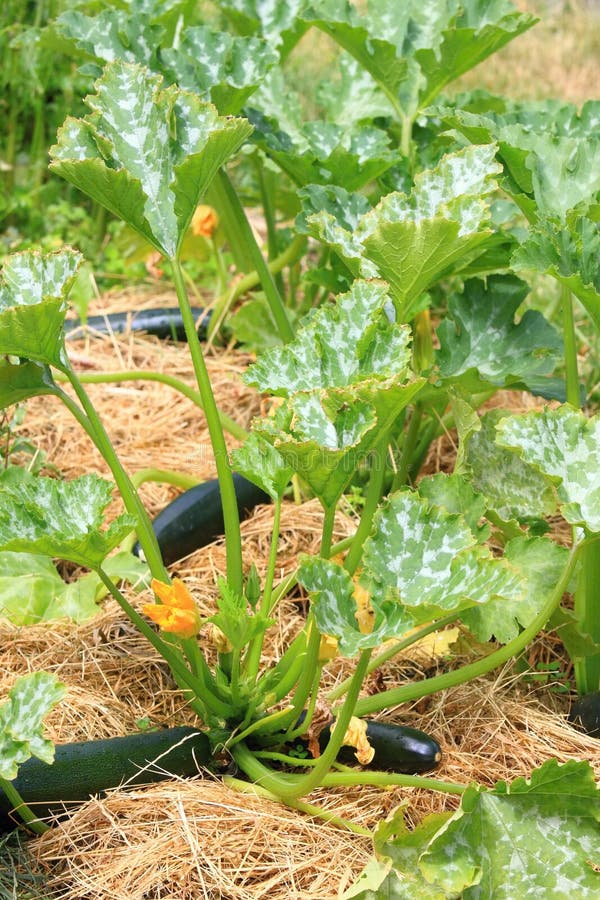 Zucchini in Our Organic Permaculture Garden with Mulch Stock Photo ...