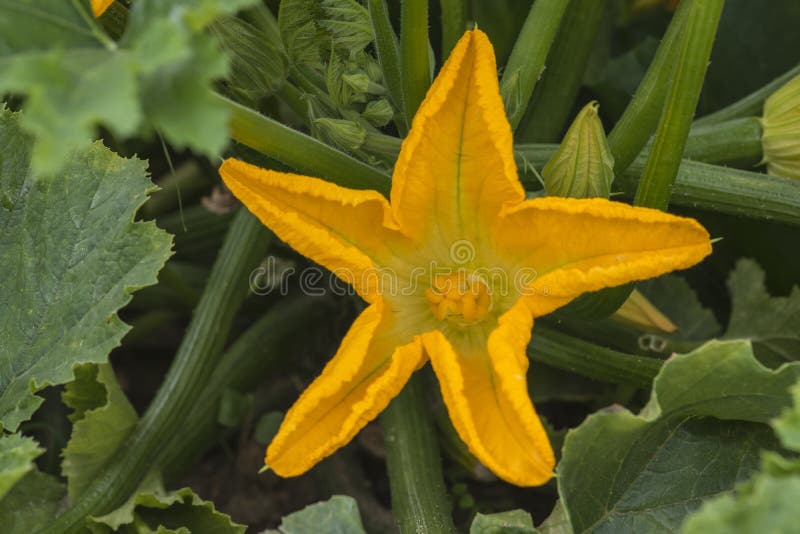 Zucchini Plant with Flowers Stock Image Image of courgettes, squashes 42865263