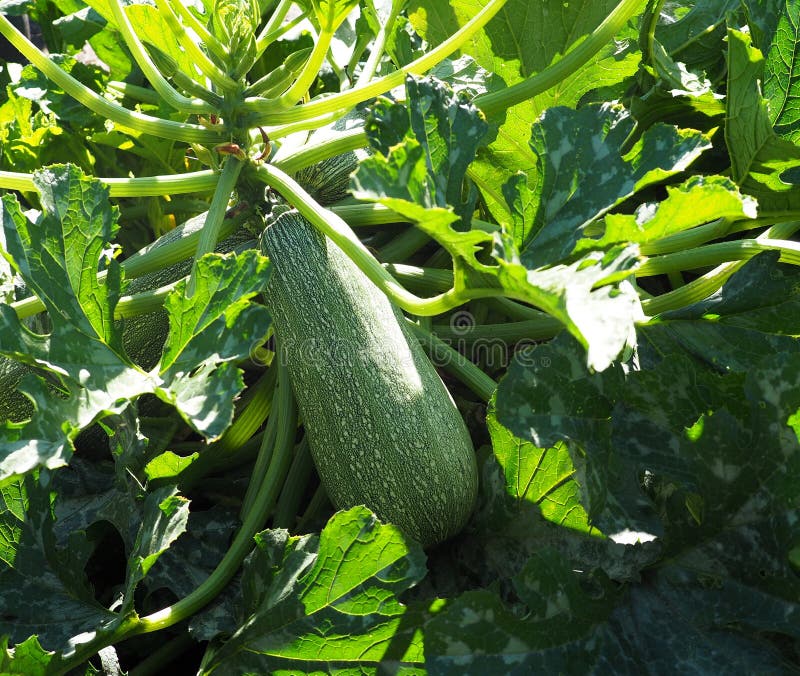 Zucchini Plant with Ripe Zucchini Stock Photo Image of summer