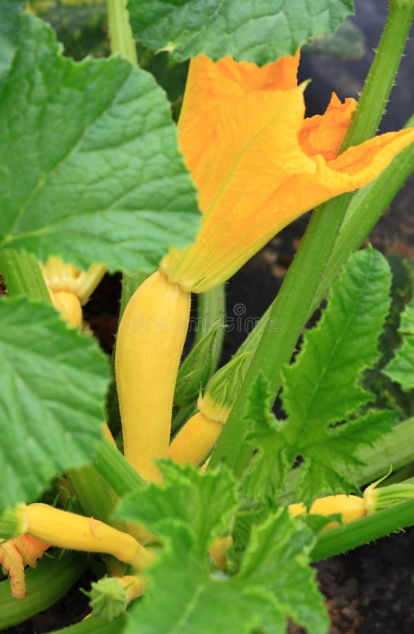 Zucchini plant stock photo. Image of farm, harvest, freshness 44759478