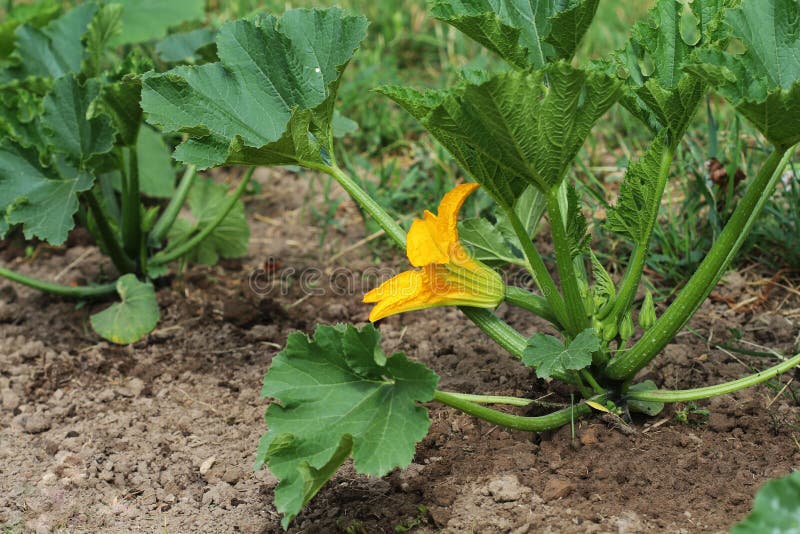 Zucchini Plants in Blossom on the Garden Bed Stock Photo Image of