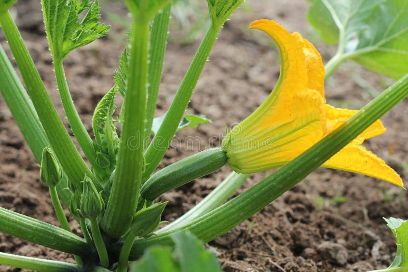 Zucchini Plants in Blossom on the Garden Bed Stock Photo Image of