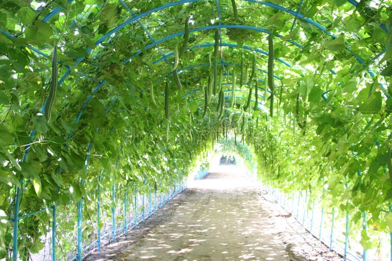 Zucchini tunnel, Tree tunnel,Agriculture,farm,rice ,Thai farmers,Dipterocarpus alatus