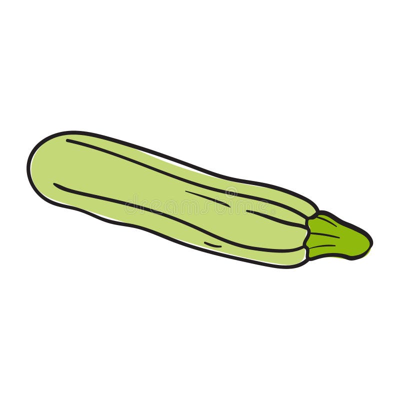 Zucchini Vector Illustration. Color Image and Black and White Outline of Squash Whole and Slice